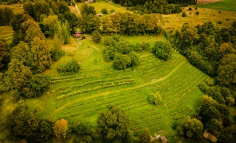 Vyno kalnas