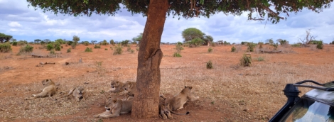 safaris7