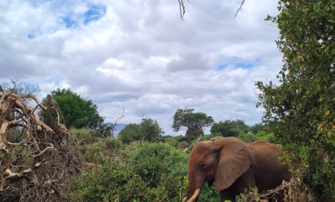 Safaris9