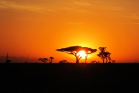 safaris vakaras 7496