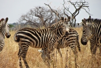 safaris zebrai 7497