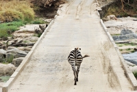 zebras safaris 7499