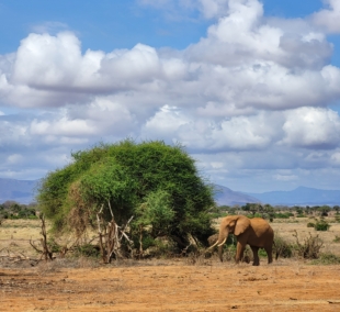 Safari2