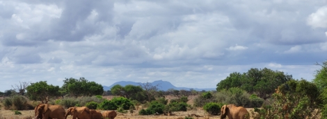 Safaris3