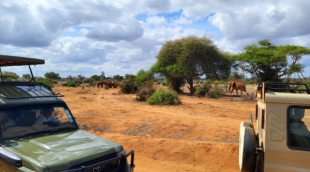 Safaris4
