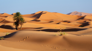 sahara