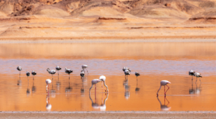flamingai dykumas