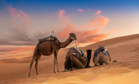 sahara kuprannugariai