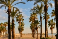 salou ispanija palmes