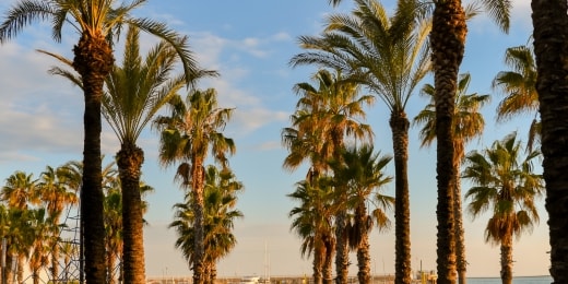 salou ispanija palmes