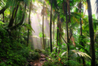 El Yunque 2