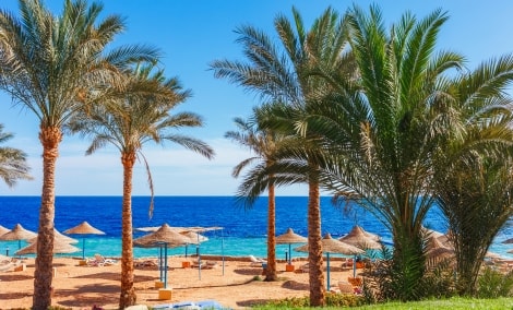 papludimys sharm el sheikh 17486