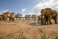 Sarova Salt Lick Lodge 