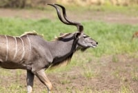 Selusas tanzanija