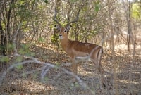 Impala