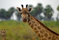 Selous rezervatas