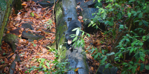 borneo saules lokys