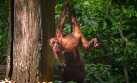 sepilok orangutanu centrass