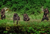 serengeti bezdziones 11538