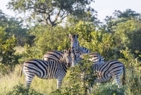 serengeti zebrai 11540