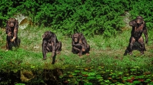 serengeti bezdziones 11538