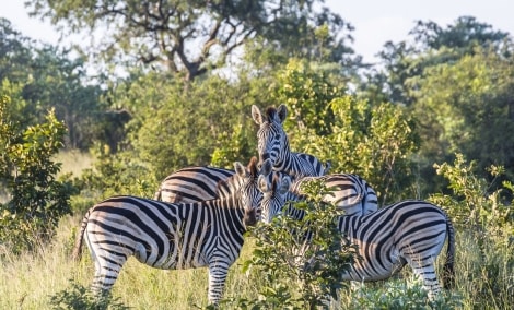 serengeti zebrai 11540