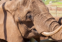 serengeti safari dramblys 5376