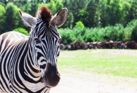 serengeti safari zebras 5378