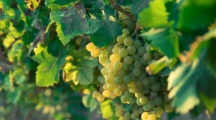 vynuoges marsala