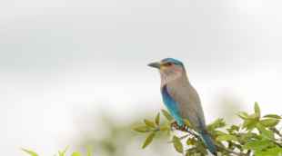 minerijos nacionalinis parkas 2