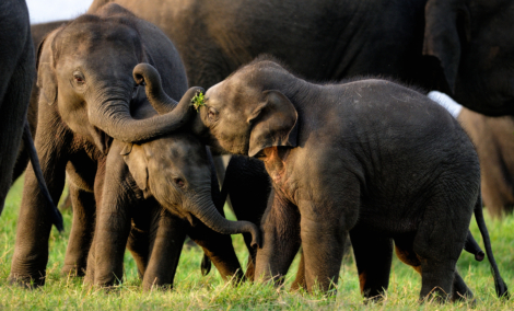 minerijos nacionalinis parkas