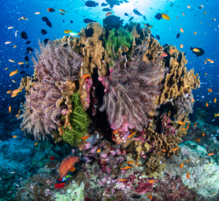 similano salos koralai