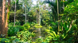 Singapore Botanic Gardens