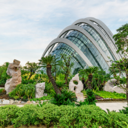 cloud forest