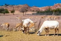 Sir Bani Yas gyvunai