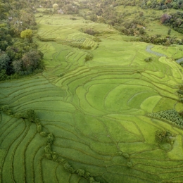 matale plantacija