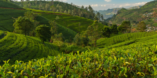 nuwara eliya arbata