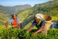 sri lanka arbata 14259 17455