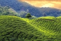 sri lanka arbatos plantacijos 14260 17456