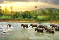 sri lanka drambliai 14255 14792