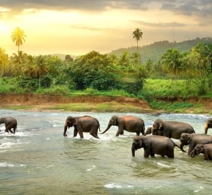 sri lanka gamta
