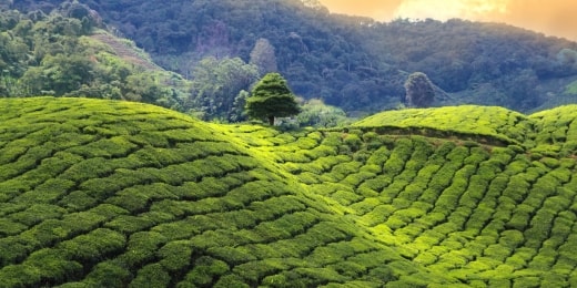 sri lanka gamta