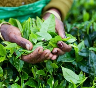 Nuwara Eliya 2