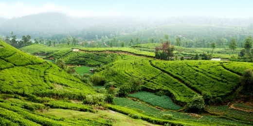 Nuwara Eliya 3