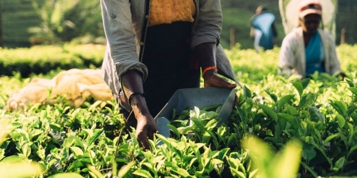 sri lanka atostogos arbatos plantacijos