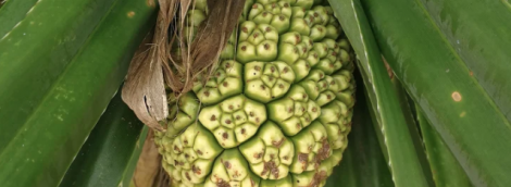 sri lanka ispudziai
