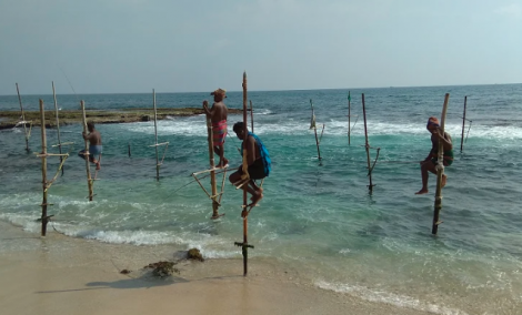 sri lanka papludimys