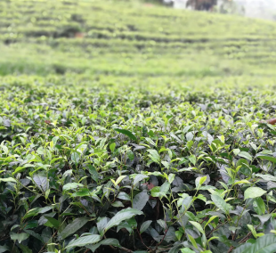 sri lanka plantacijos