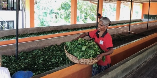 5. Virgin white tea plantation