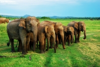 Minneriya National Park 2933